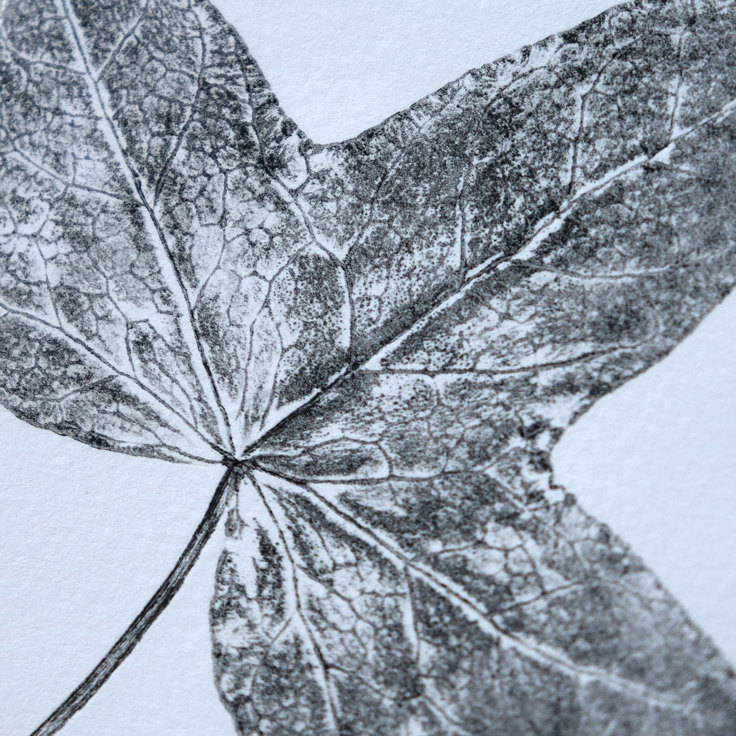 Ivy on White - Botanical Monoprint