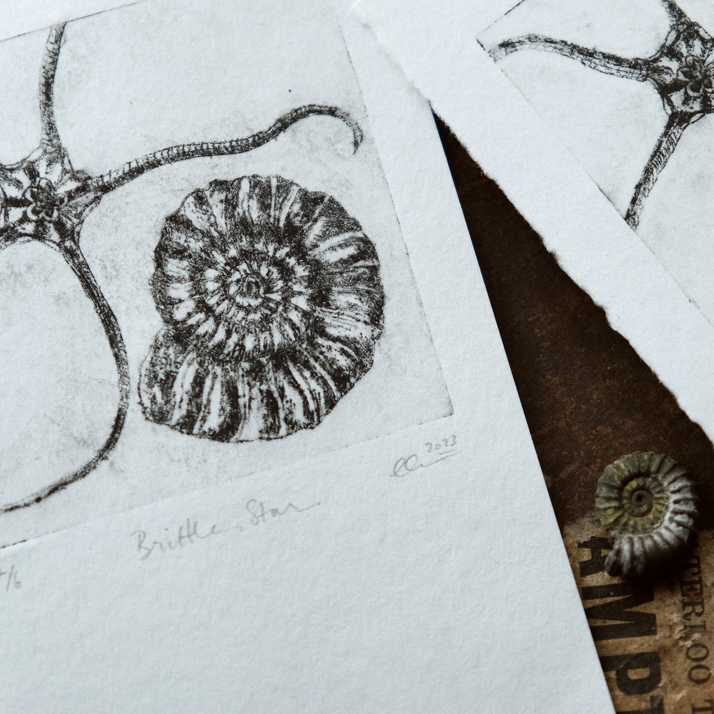 Brittle Star - Drypoint Etching Print