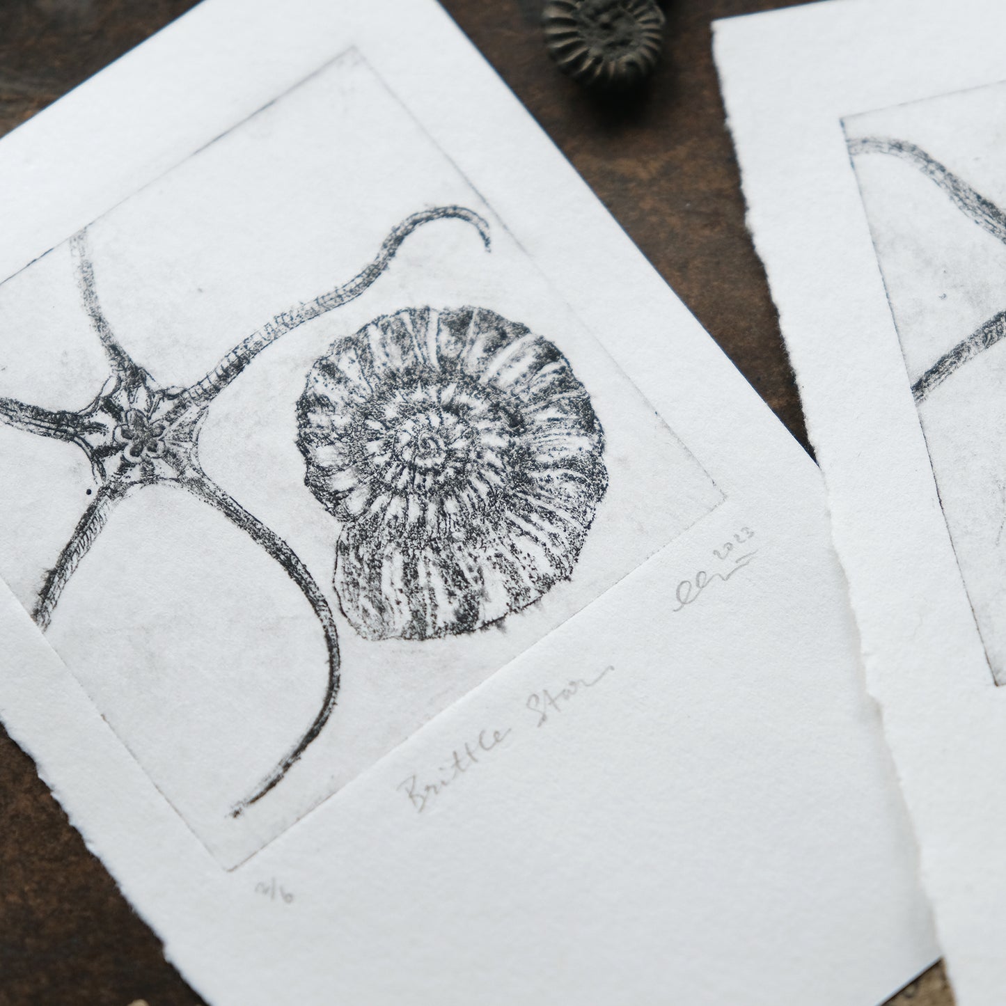Brittle Star - Drypoint Etching Print
