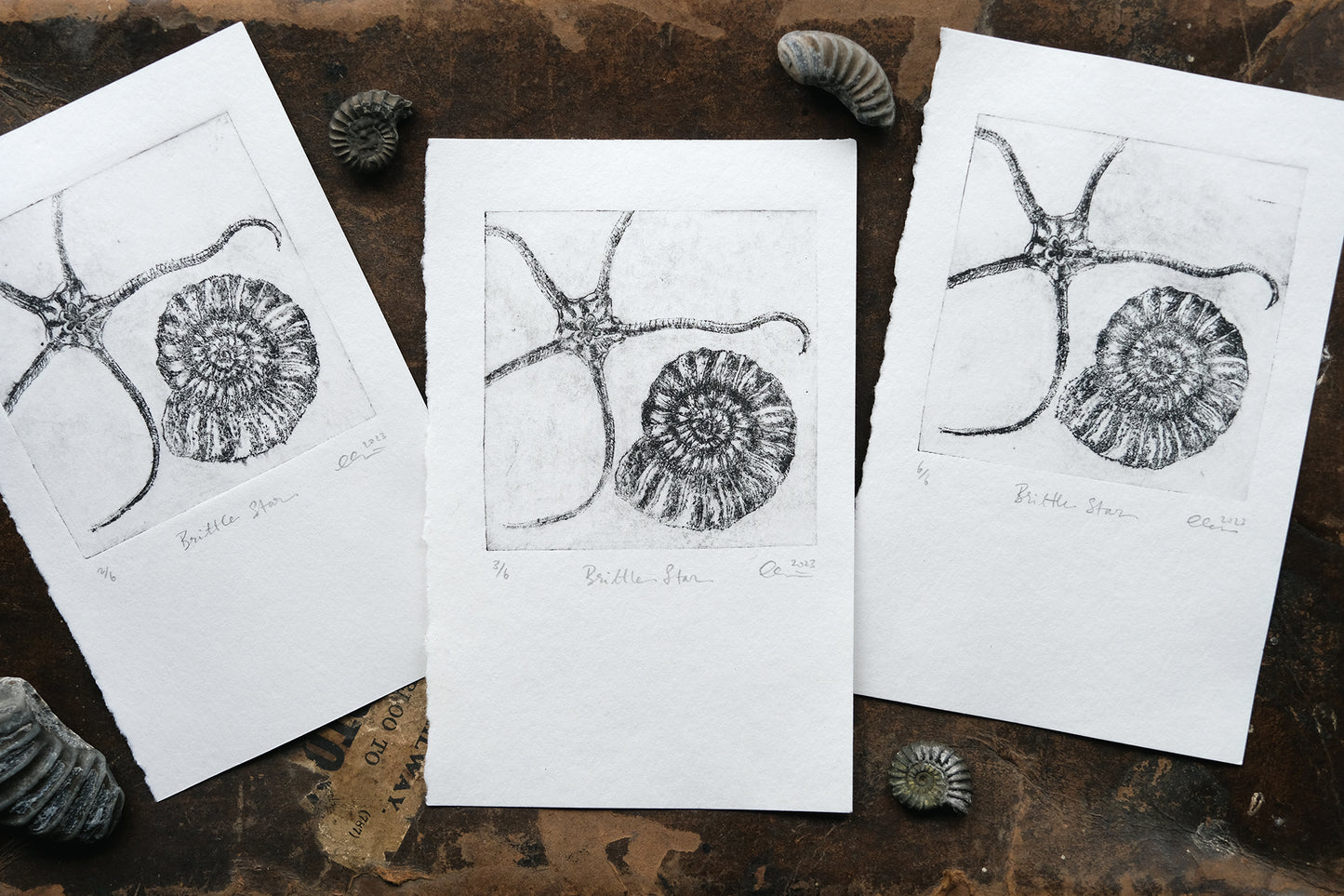 Brittle Star - Drypoint Etching Print