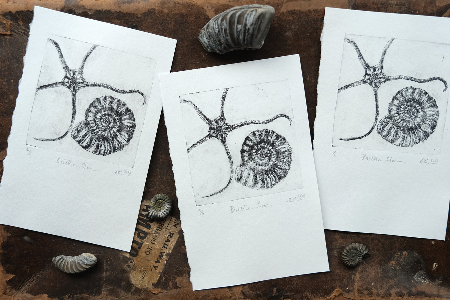 Brittle Star - Drypoint Etching Print