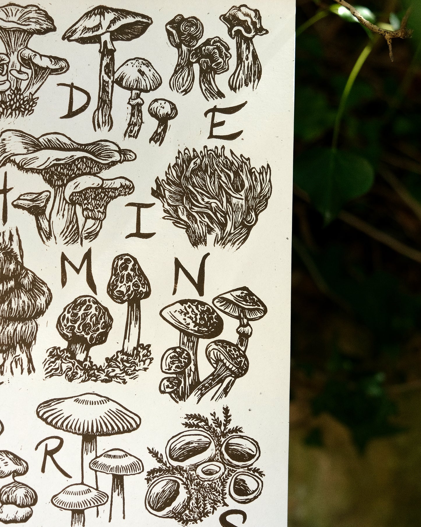 Fungi Alphabet - Full Colour or Chestnut Brown