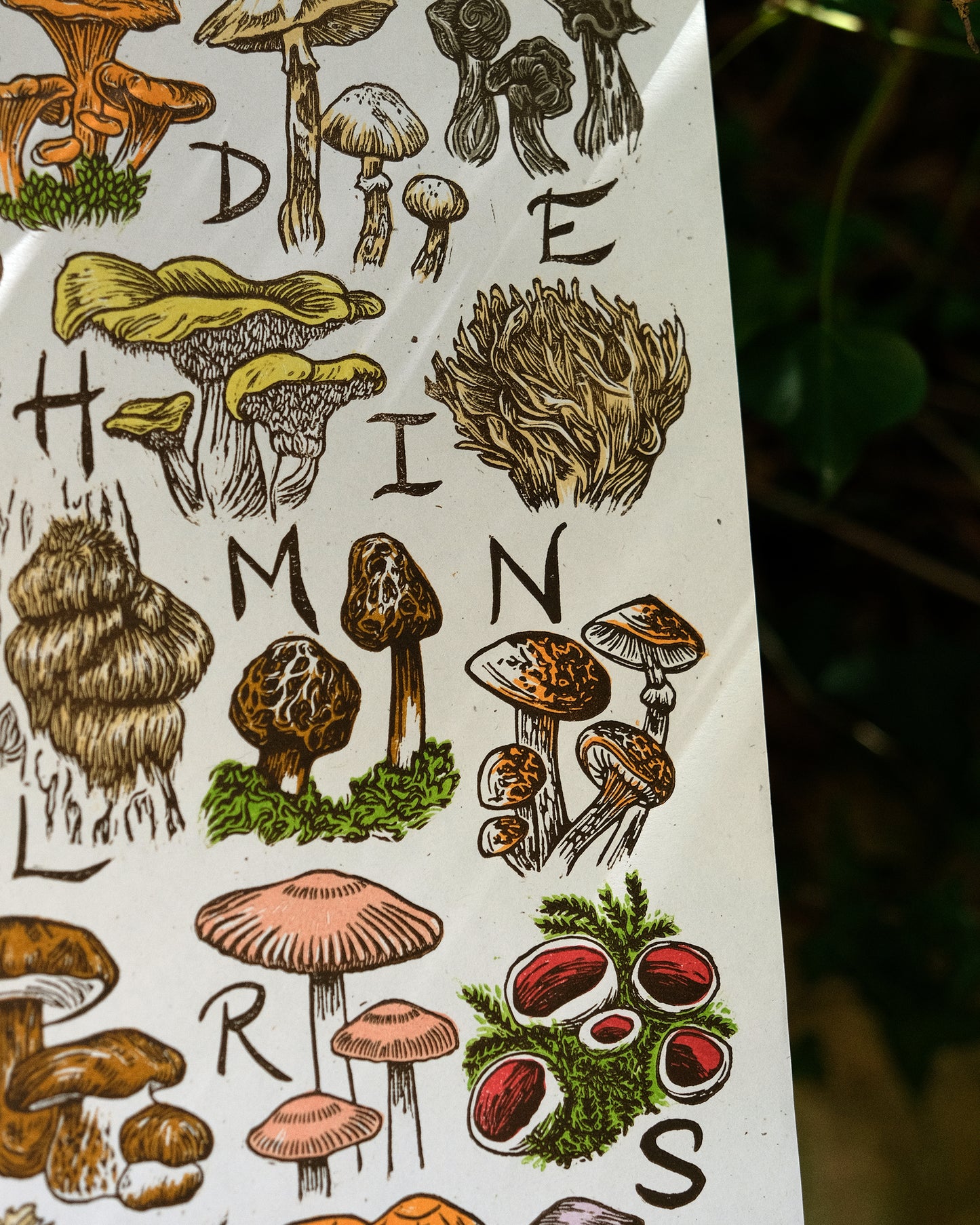 Fungi Alphabet - Full Colour or Chestnut Brown